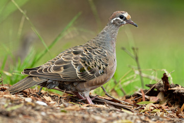 Phaps chalcoptera - Common Bronzewing on the grass