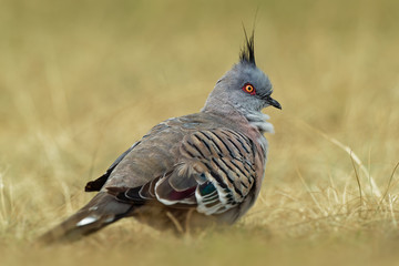 Ocyphaps lophotes - Crested Pigeon on the grass