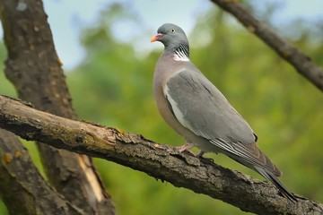 Common Wood-Pigeon - Columba palumbus