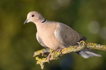 Eurasian Collared-Dove - Streptopelia decaocto