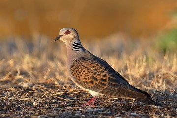 European Turtle-Dove - Streptopelia turtur