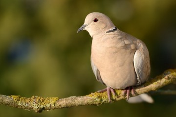 Eurasian Collared-Dove - Streptopelia decaocto