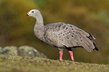 Cereopsis novaehollandiae - Cape Barren Goose in Tasmania, endemic