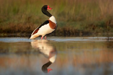 Common Shelduck (Tadorna tadorna) standing near the lake in the morning.