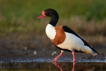 Common Shelduck (Tadorna tadorna) standing near the lake in the morning
