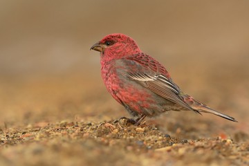 Pine Grosbeak - Pinicola enucleator