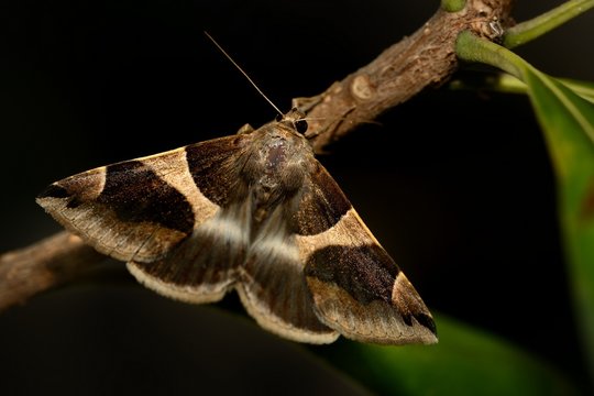 The Passenger (Dysgonia algira)