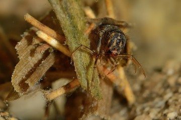 Caddisflie larvae
