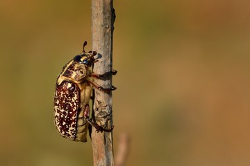 Polyphylla fullo - beetle
