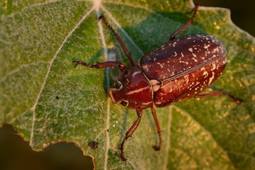 Polyphylla fullo - beetle