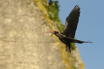 Bald Ibis - Waldrapp (Geronticus eremita) sitting on the rock in spain. In the background is yellow rock and blue sky. Black bird