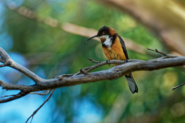 Acanthorhynchus tenuirostris - Eastern Spinebil