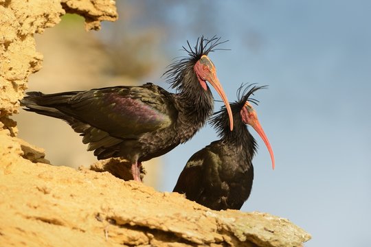 Two black Walldrapps (Geronticus eremita) with pink skinny beaks