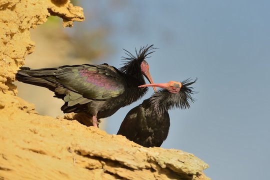Bald Ibis - Waldrapp (Geronticus eremita) sitting on the rock in spain. In the background is yellow rock and blue sky. Black bird