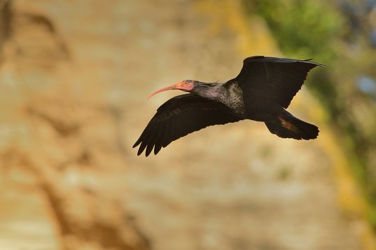 Bald Ibis - Waldrapp (Geronticus eremita) sitting on the rock in spain. In the background is yellow rock and blue sky. Black bird