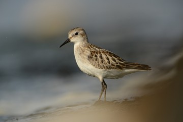 Little Stint (Calidris minuta) during migration