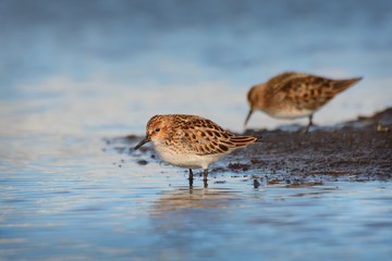 Two Little Stints (Calidris minuta)
