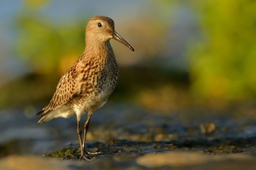Dunlin - Calidris alpina walking in the lake