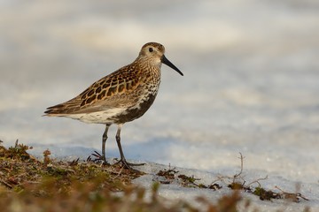 Dunlin (Calidris alpina)