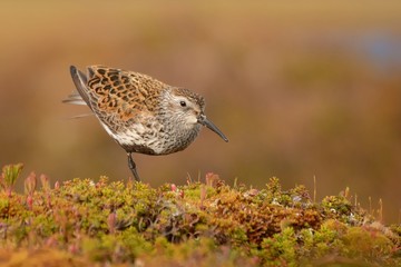 Dunlin (Calidris alpina)