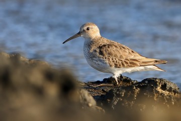 Dunlin - Calidris alpina