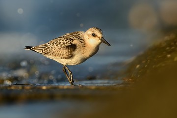 Sanderling - Calidris alba