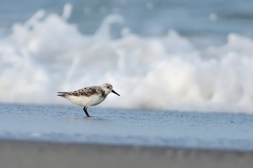 Sanderling - Calidris alba