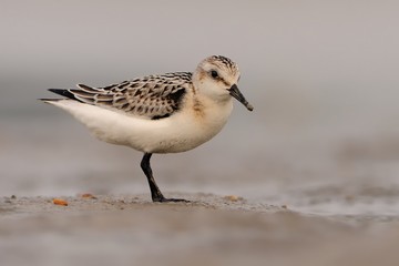 Sanderling - Calidris alba