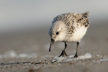 Sanderling - Calidris alba