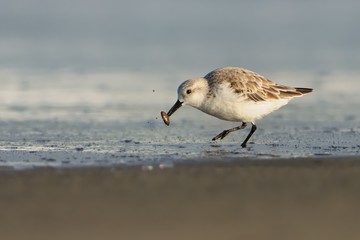 Sanderling - Calidris alba