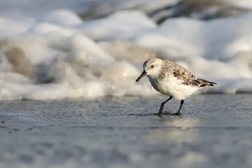 Sanderling - Calidris alba