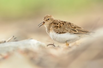 Temminck's Stint (Calidris temminckii)