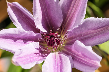 Pink flower of Clematis in the garden. Close Up Clematis flower