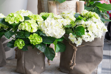 Beautiful big round flower hydrangeas macrophylla white and green blossoms with green leaves growth...