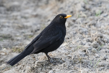 Blackbird on the earth.