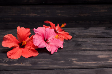 red flowers on black boards
