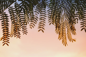 Naklejka premium The leaves are in the evening. Concepts of the background and nature.