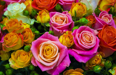 floral background of roses