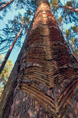 Ствол сосны © nekrasov50