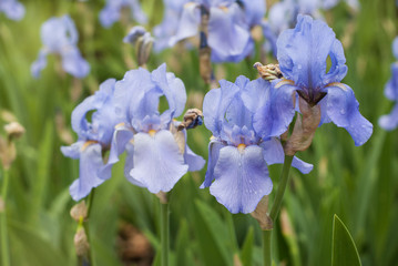 Iris Spring Flower. Blue Purple Iris. Petals of a Flower of Iris. Flower in dew Drops.
