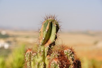 cactus