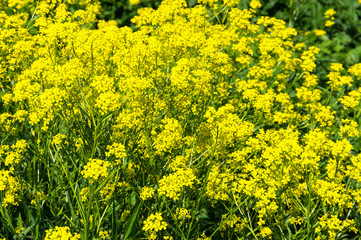 Yellow colza field