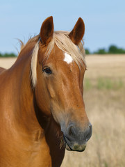 Naklejka premium Chestnut Horse Head Shot