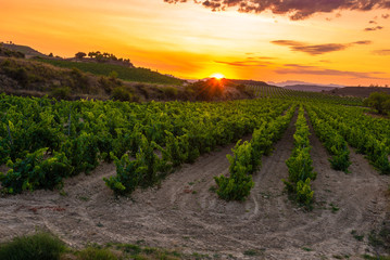 Fototapeta na wymiar Vineyard at sunset, La Rioja, Spain