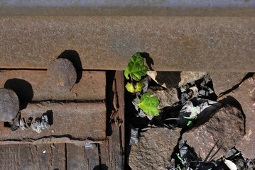 Rusty bolts on metal surface of railroad rails, crushed stones with growing silver acer sprout with...