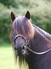Naklejka premium Horse In Bridle Headshot