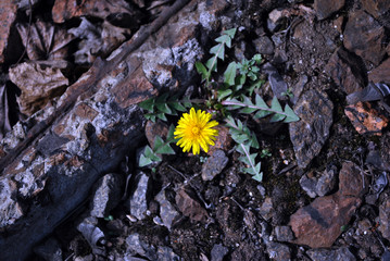 Crushed stones with growing dandelion flower, top view