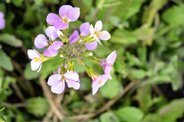 Close-up bunch of garden purple flowers
