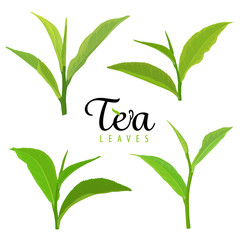 Branch of green tea leaves on white background template. Vector set of element for advertising, packaging design of tea products.