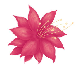 Hand drawn tropical plant